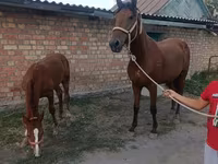 فرس, Thoroughbred horse — الصورة 1