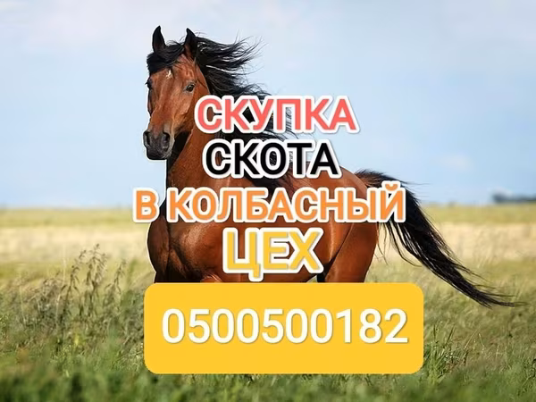 Horses