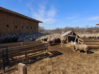 نعجة, Kuibyshev sheep — الصورة 5