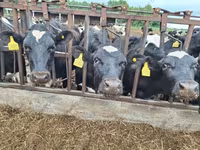 بقرة, Simmental cattle — الصورة 6