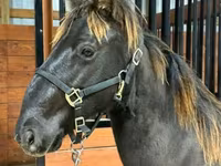 حصان, Rocky Mountain Horse — الصورة 5