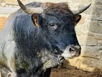 بقرة, Aubrac cattle — الصورة 2