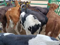 Cow, Limousin cow — photo 2