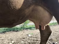 بقرة, سلالة ألاطاووس — الصورة 1