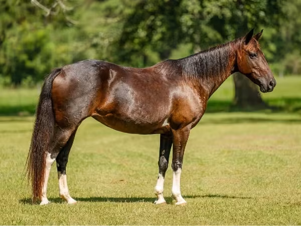 فرس, American paint horse