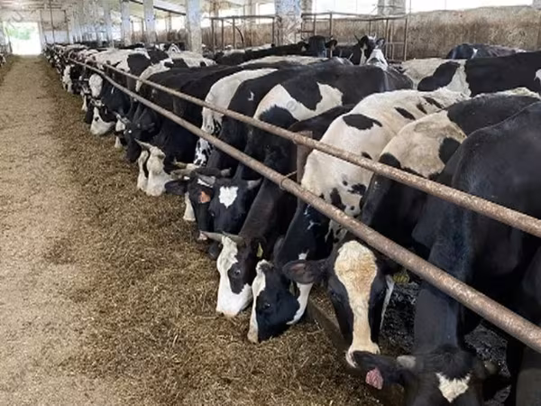 بقرة, Yaroslavl cattle