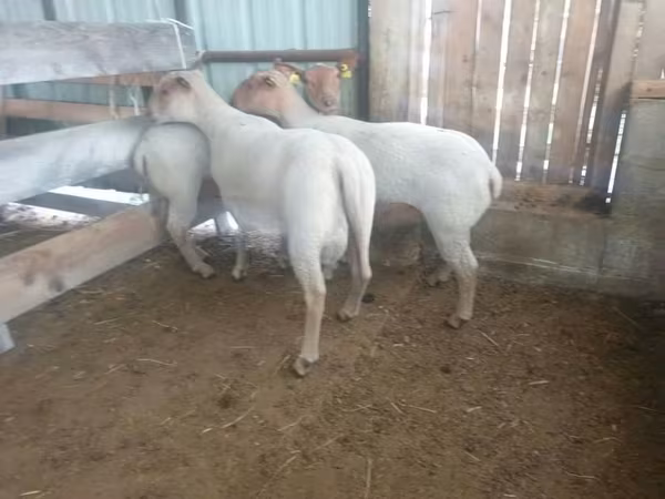 نعجة, Baerchuke sheep