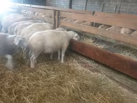 نعجة, Baerchuke sheep — الصورة 2