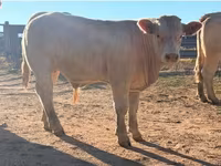 ثور, Charolais cattle — الصورة 5