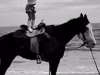 فرس, American paint horse — الصورة 3