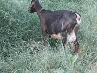 عنزة, Nubian Goat — الصورة 4