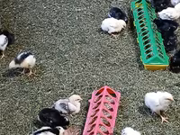 أدلر سيلفر — الصورة 4