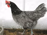 لوهمان براون — الصورة 2