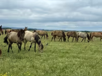 فرس, Horse breed — الصورة 2