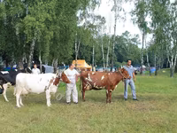 بقرة, أيرشير — الصورة 7