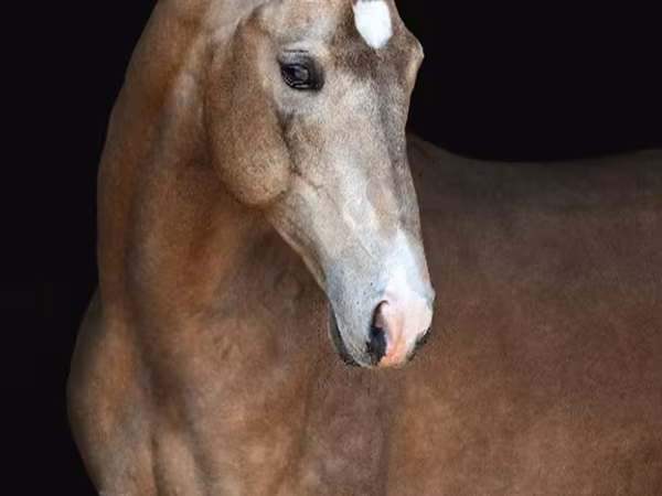 حصان, Akhal-Teke