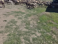 كبش, Hissar sheep — الصورة 2