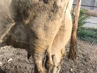 بقرة, Swiss cattle — الصورة 2