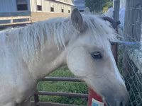 حصان, Palomino — الصورة 5