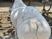 كبش, الأغنام — الصورة 2
