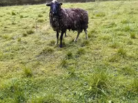 نعجة, Katum sheep — الصورة 6