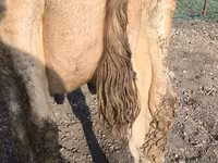 بقرة, Swiss cattle — الصورة 1