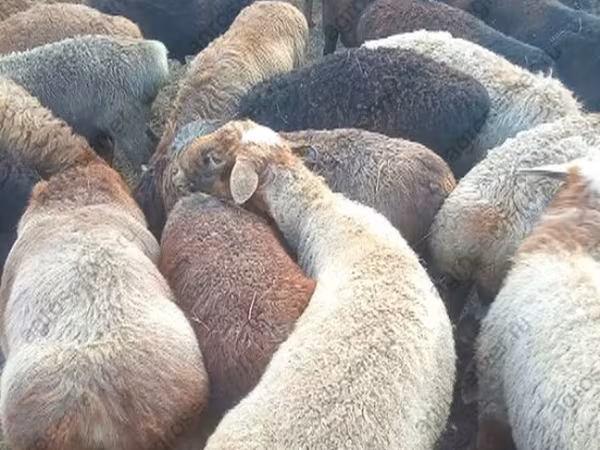 كبش, Edilbay sheep