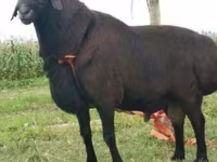 كبش, Rhon sheep — الصورة 5