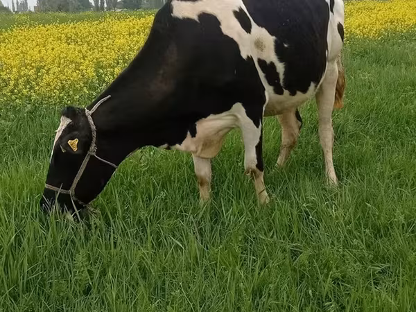 Holstein breed
