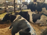 بقرة, Swiss cattle — الصورة 3