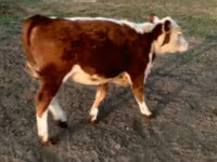 ثور, Swiss cattle — الصورة 1