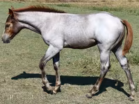 فرس, Quarter Horse — الصورة 6