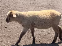 Ram, Hampshire sheep — photo 7