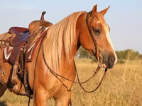 حصان, Gypsy horse — الصورة 6