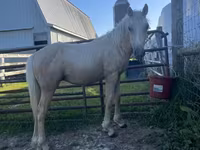 حصان, Palomino — الصورة 2