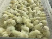 Chickens — الصورة 6