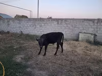 ثور, سلالة ألاطاووس — الصورة 5