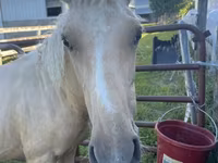 حصان, Palomino — الصورة 4