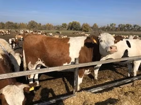 Razza Holstein