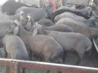 Ram, Arabi sheep — photo 1