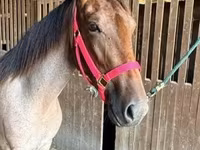 فرس, Rocky Mountain Horse — الصورة 3