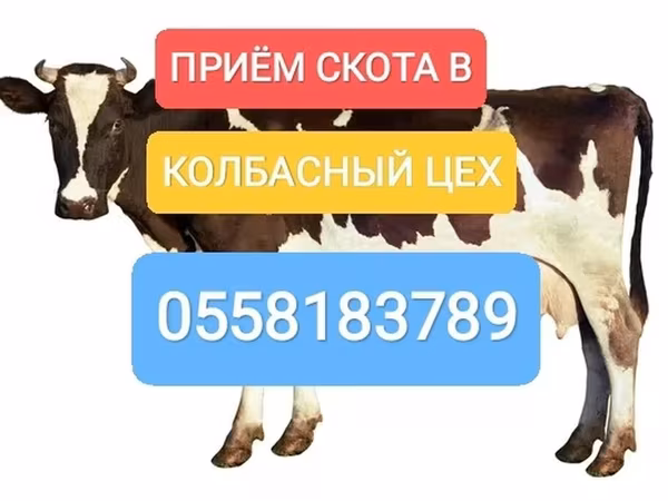 گاوهای هولشتاین