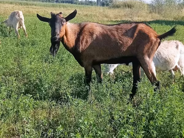 Goats