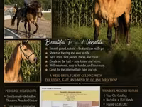 حصان, Rocky Mountain Horse — الصورة 1