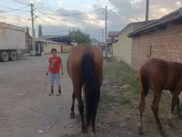فرس, Thoroughbred horse — الصورة 3