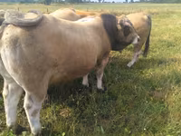 ثور, Aubrac cattle — الصورة 3