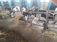 ثور, Swiss cattle — الصورة 8