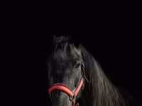 فرس, American shetland pony — الصورة 4