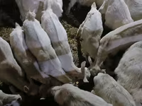 Goat, Saanen goat — photo 4