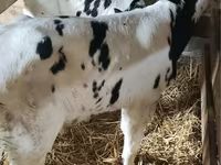 ثور, أيرشير — الصورة 2